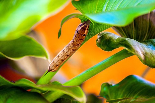 Free Caterpillar Animal photo and picture