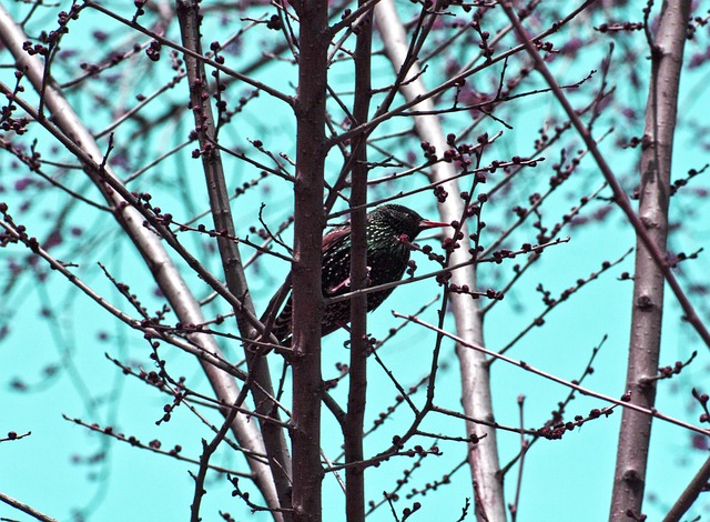 Free Spring Nature photo and picture