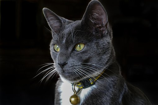 Free Cat Gray photo and picture