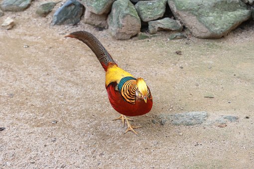 Free Red Golden Pheasants Chinese Pheasant photo and picture