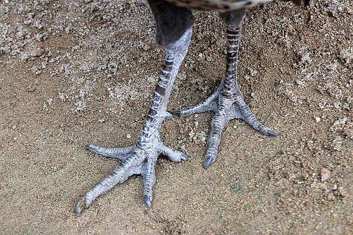 Free Toe Claws photo and picture