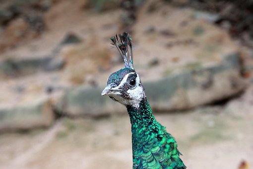 Free Peacock Bird photo and picture