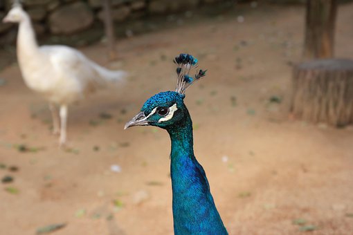 Free Peacock Bird photo and picture