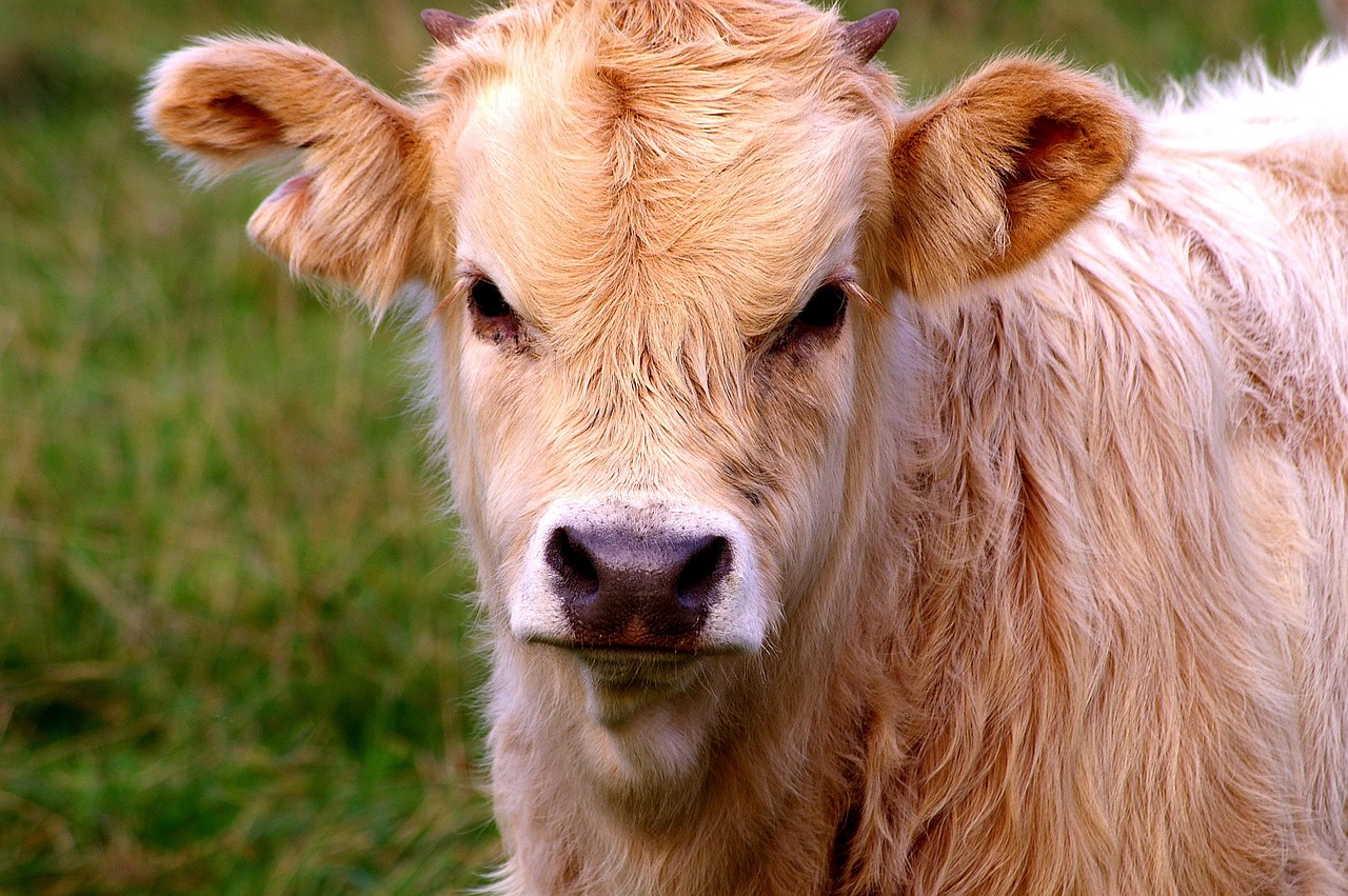 Water Buffalo - free online jigsaw puzzle photo