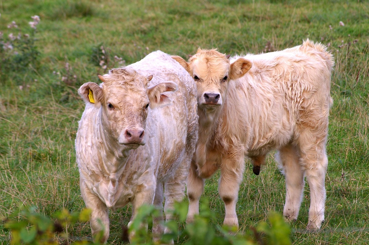 Water Buffalo - free online jigsaw puzzle photo