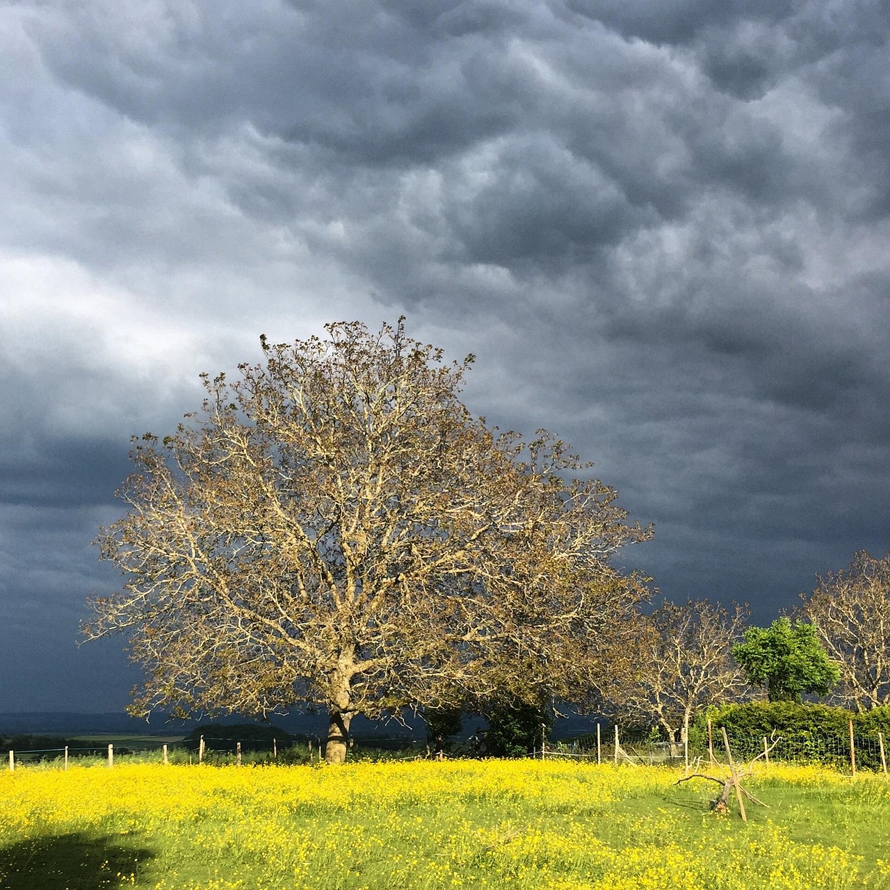 Free Tree Sky photo and picture