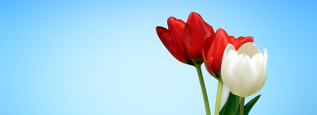 Web, Banner, Tulipan, Blød