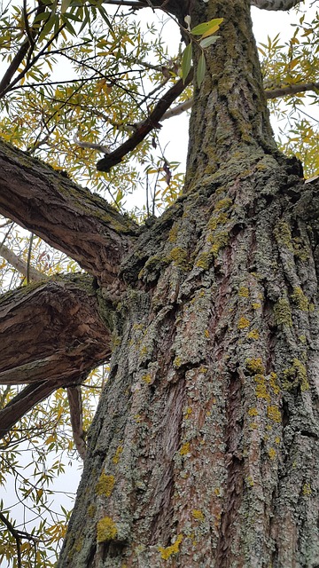 Free Tree Bark photo and picture