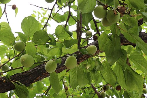 Free Plum Fruit photo and picture