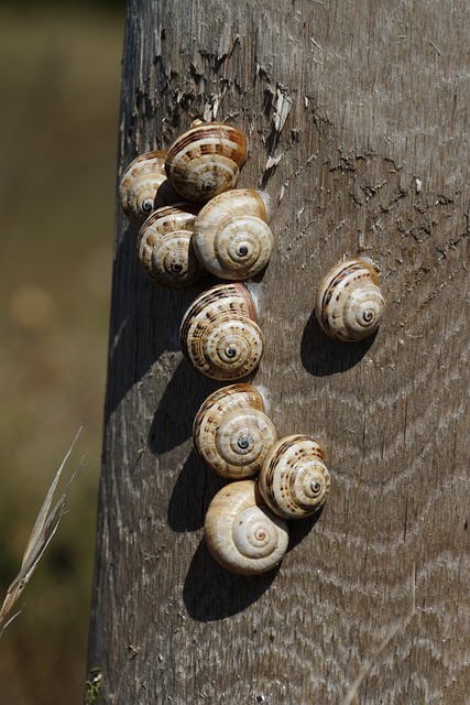 Free Snails Shell photo and picture