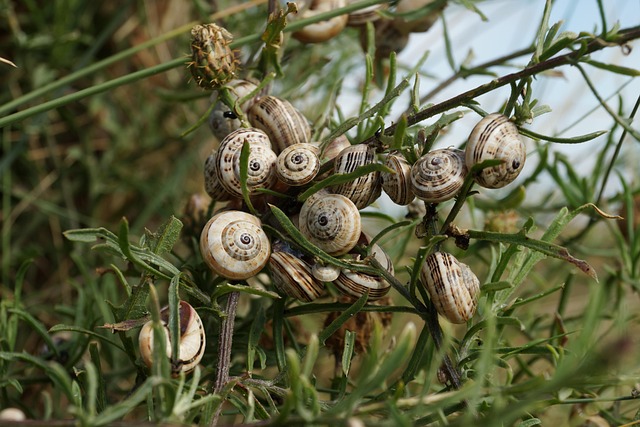 Free Snails Shell photo and picture