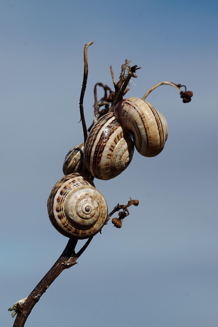 Free Snails Shell photo and picture