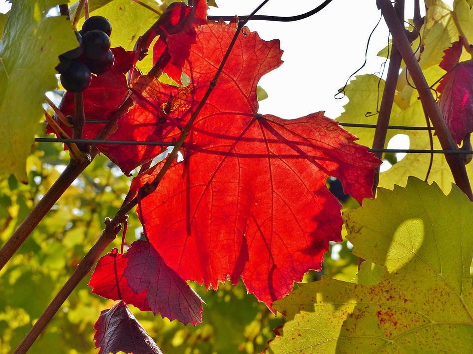 Vine Leaves Fall Red Golden - Free photo on Pixabay - Pixabay