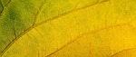 leaf, structure, autumn leaf