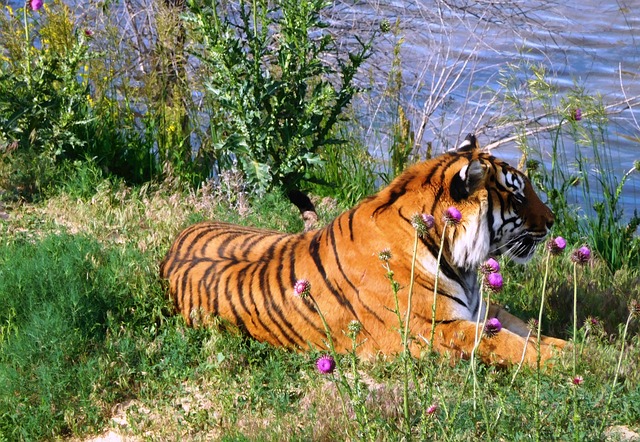 Tiger, Wasser, Vegetation, Wildes Leben