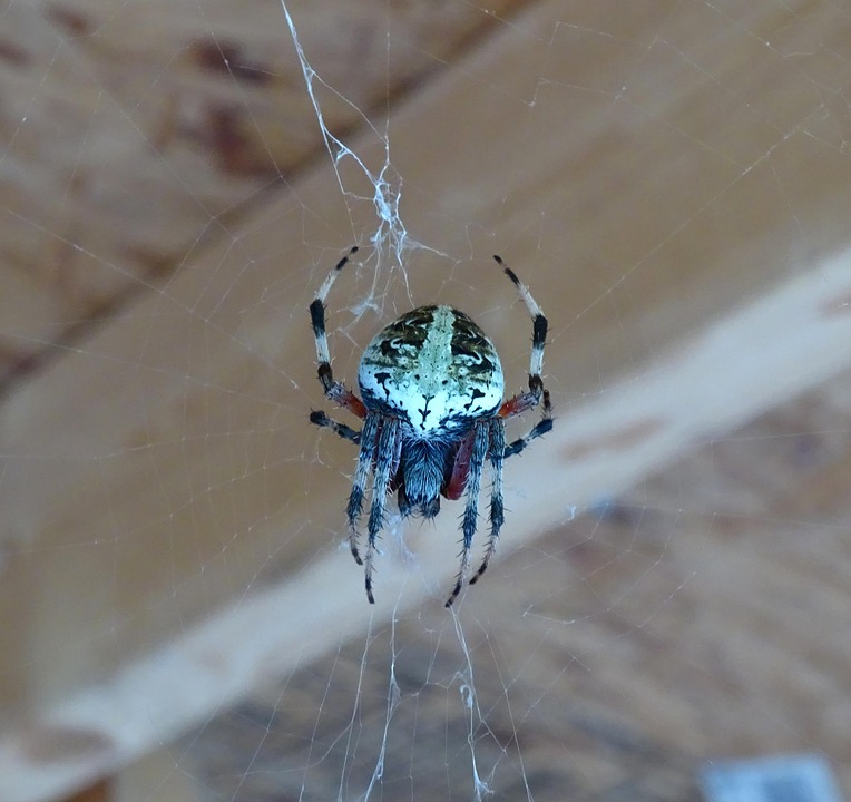 Araña Insectos Naturaleza Fauna - Foto gratis en Pixabay - Pixabay