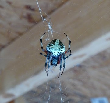Free Spider Insects photo and picture