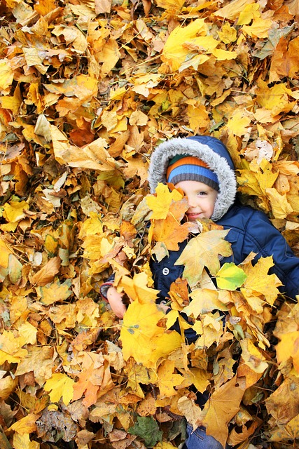 Otoño, Hojas, Hojas Amarillas, Noviembre