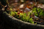 autumn, forest, mushroom