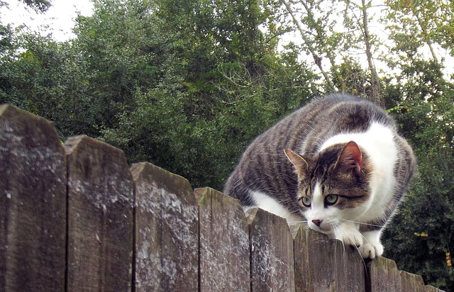 20,000+ Free Cat On Fence & Cat Images - Pixabay