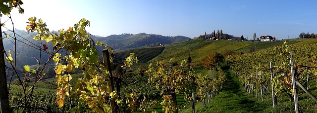 Südsteiermark, Steiermark, Wein