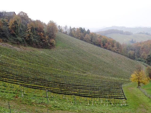 Südsteiermark, Wein, Weinbau, Steiermark