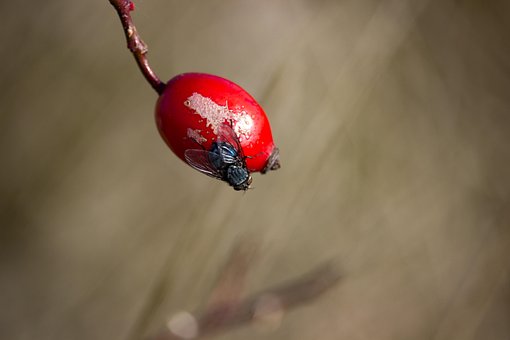 Fly, Rose Hip, Red, Berry, Insect