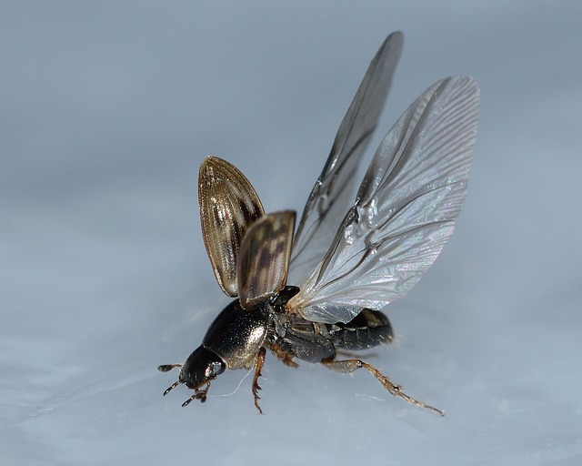 Insekter, Biller, Nimbus, Johnsoni