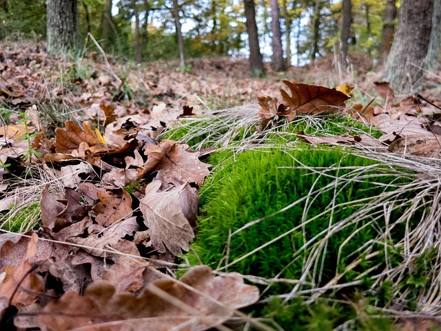 Free Forest Moss photo and picture