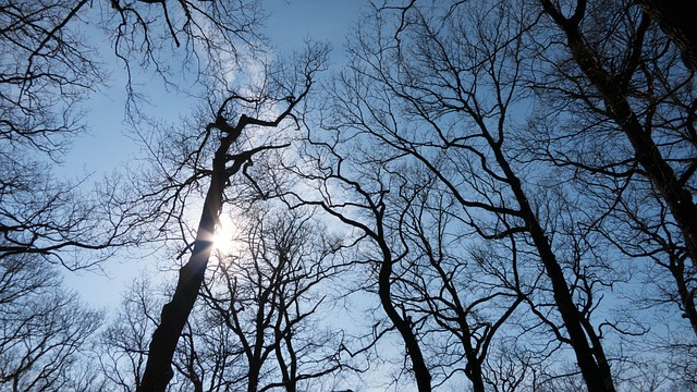 Free Tree Branches photo and picture