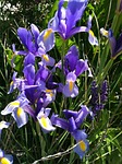 iris, beardless iris, blue iris