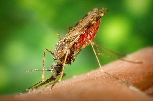 Mosquito, Malaria, Plaque, Disease