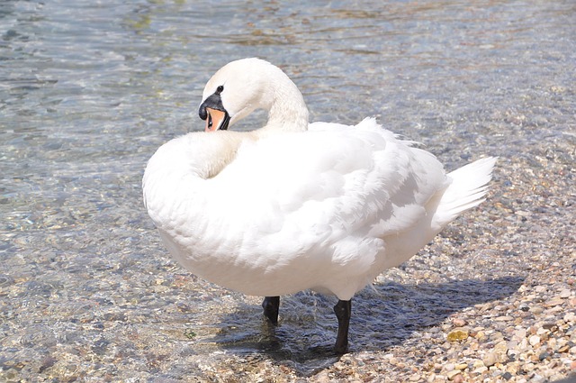 Free Swan White photo and picture