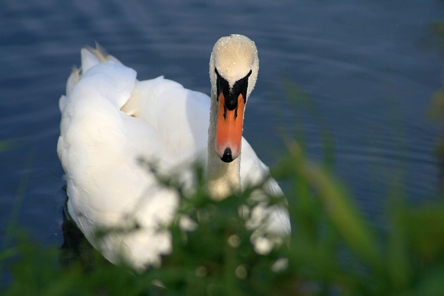 Free Swan Dewdrop photo and picture