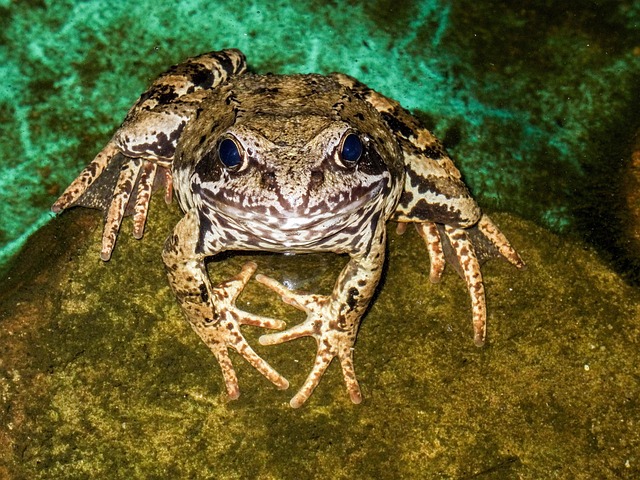 Free Frog Water photo and picture