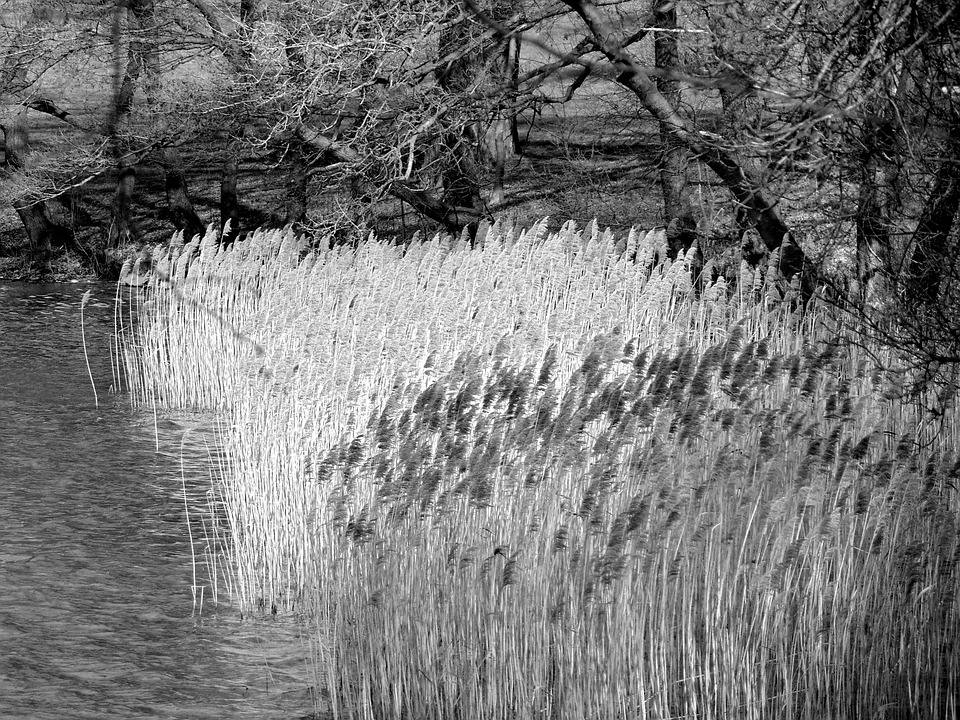 Lake Grasses Flow Free photo on Pixabay Pixabay