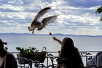 seagull, feeding the birds, time