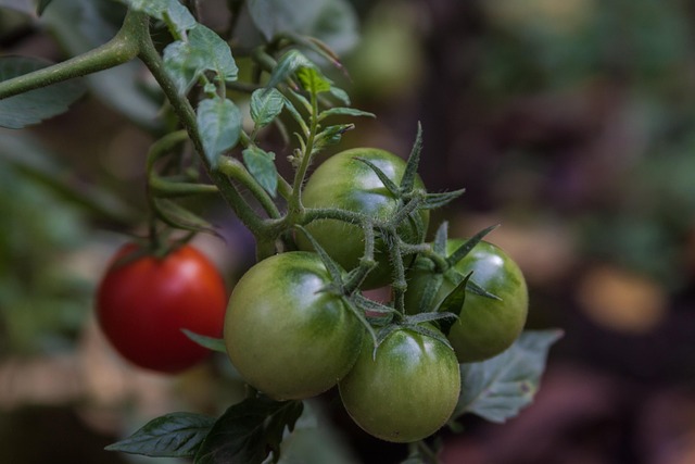 Free Tomatoes Garden photo and picture
