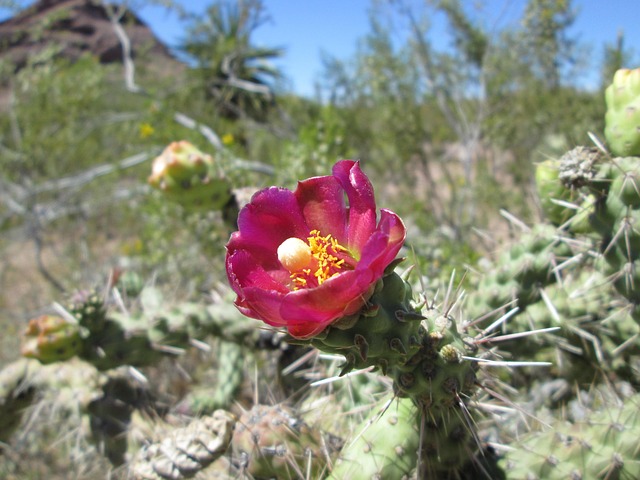 Free Arizona Cactus photo and picture