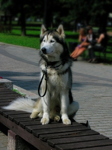 Rauque Rauque Chien Animal Animaux - Photo gratuite sur Pixabay - Pixabay
