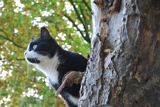 Free Cat Hunt photo and picture