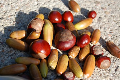 Free Chestnuts Acorns photo and picture