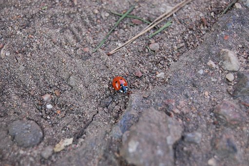 Free Ladybird Macro photo and picture