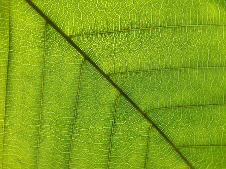 Blad, Løv, Pyntegrønt, Planter, Natur