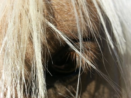 Hest, Heste, Natur, Ridning, Dyr