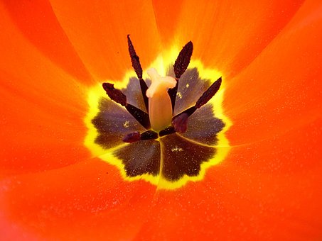 Blomst, Orange, Kronblade, Blomst Tapet