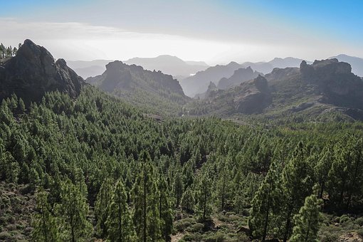 Bosque, Canario, Gran Canaria, Montaña