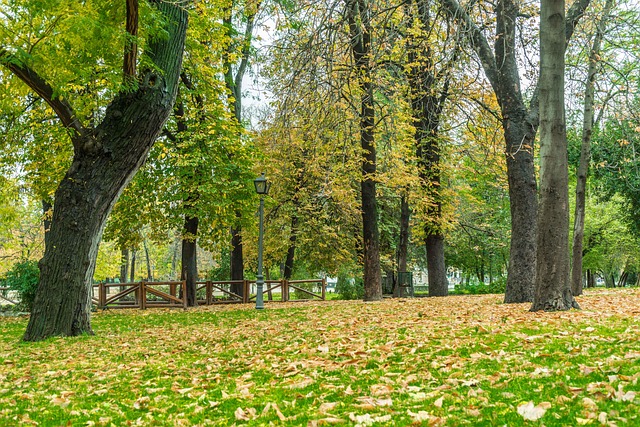 Free Autumn Green photo and picture