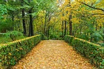 autumn, green, garden