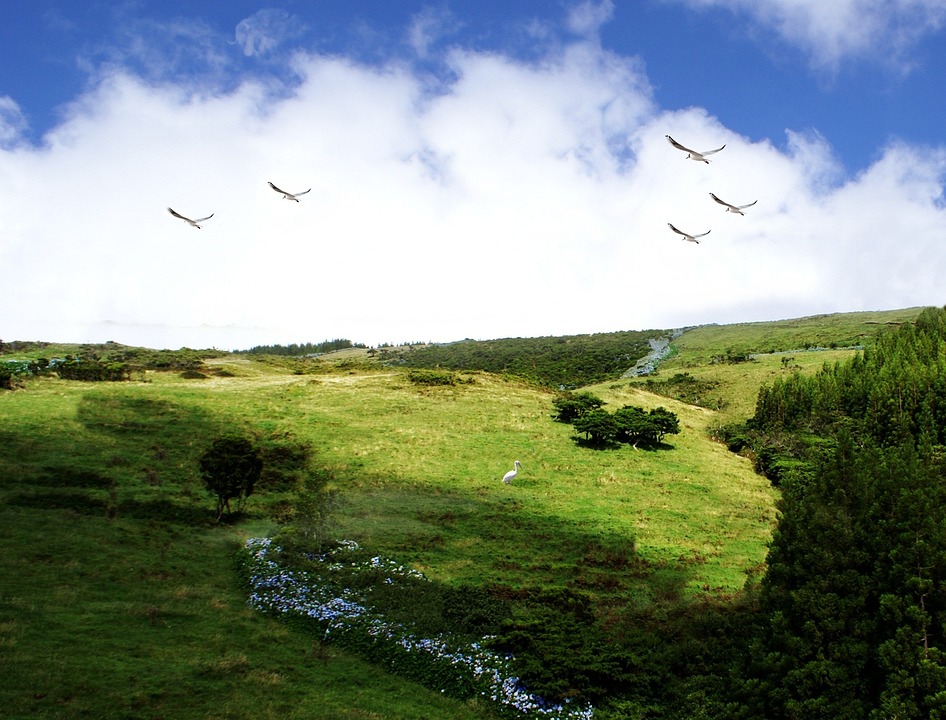 Vegetation Nature Field · Free photo on Pixabay